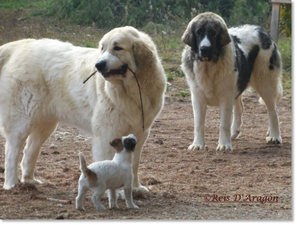 Pyrenean Mastiffs and Jack Russell Terrier