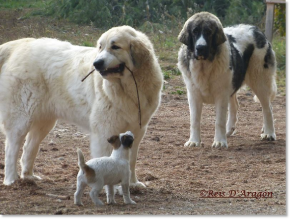 Pyrenean Mastiffs and Jack Russell Terrier Pyrenean Mastiffs and Jack Russell Terrier