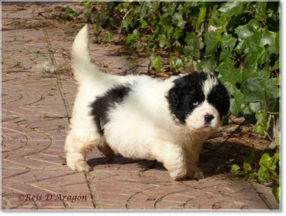 Breeder of Pyrenean Mastiff puppies Reis D'Aragón