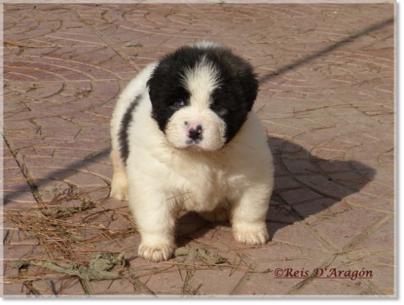 Puppies Pyrenean Mastiff from Reis D'Aragón