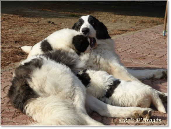Pyrenean Mastiff Giuditta with her puppies Pyrenean Mastiff Giuditta with her puppies