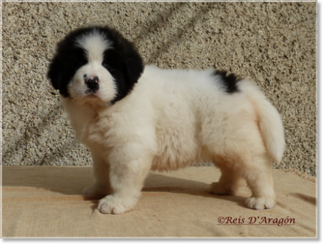 Puppy Pyrenean Mastiff