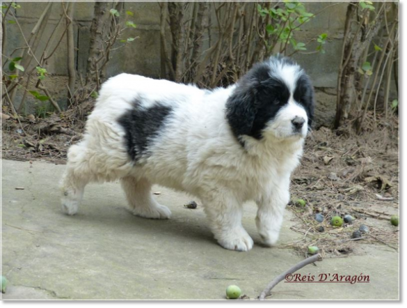 Puppies Pyrenean Mastiff from Reis D'Aragón