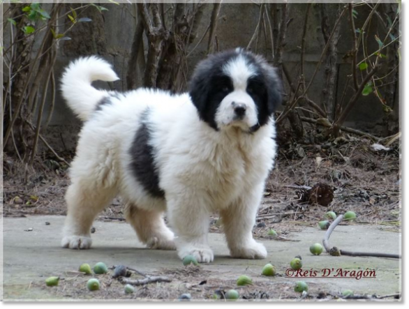 Puppies Pyrenean Mastiff from Reis D'Aragón