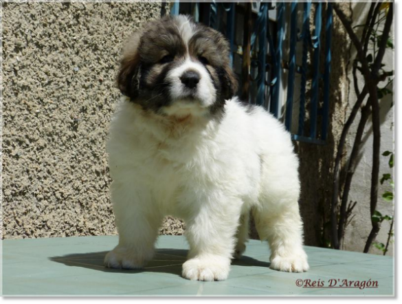 Puppies Pyrenean Mastiff from Reis D'Aragón