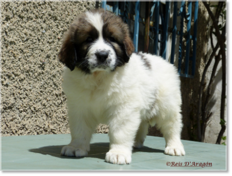 Puppy Pyrenean Mastiff