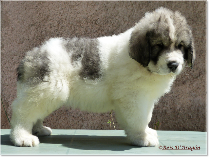 Puppy Pyrenean Mastiff