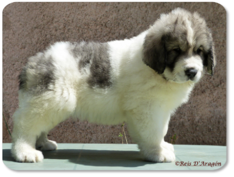 Pyrenean Mastiff puppy litter "G" from Reis D'Aragón