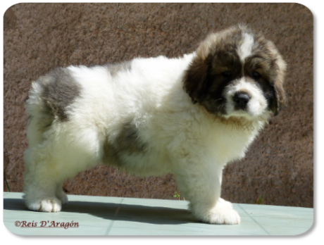 Pyrenean Mastiff puppy litter "G" from Reis D'Aragón