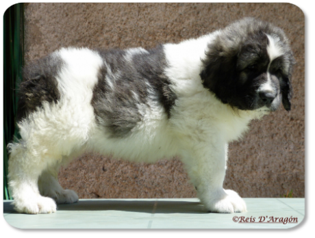 Pyrenean Mastiff puppy litter "G" from Reis D'Aragón