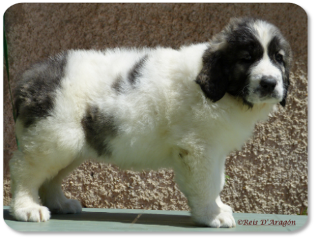 Pyrenean Mastiff puppy litter "G" from Reis D'Aragón