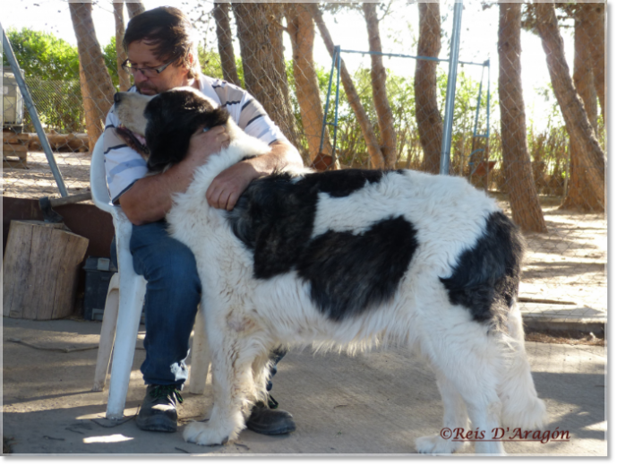 Care of the Pyrenean Mastiff puppy