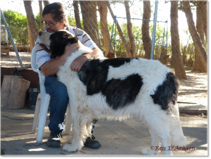 Care of the Pyrenean Mastiff puppy Care of the Pyrenean Mastiff puppy
