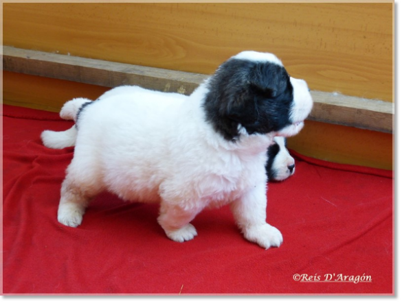 Puppies Pyrenean Mastiff from Reis D'Aragón