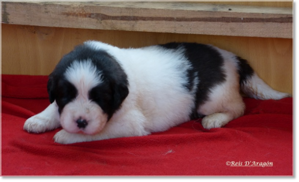 Puppies Pyrenean Mastiff from Reis D'Aragón