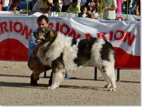 INTERNATIONAL DOG SHOW TALAVERA 2014