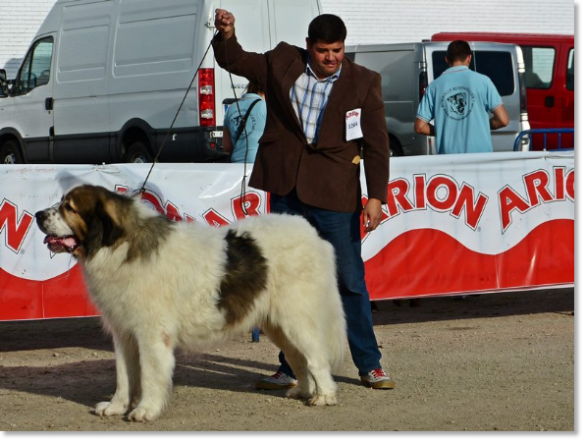 INTERNATIONAL DOG SHOW TALAVERA 2014