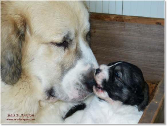 Pyrenean Mastiff female taking care of one of her puppies