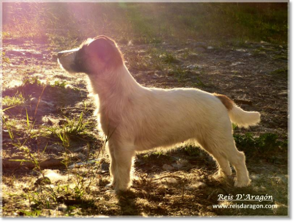 Jack Russell Terrier Lura de Gaspalleira. Female 15 months