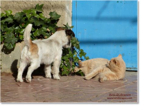 Carácter del Jack Russell Terrier