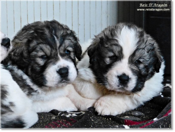 Puppies Pyrenean Mastiff from Reis D'Aragón