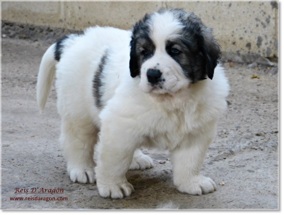 Puppies Pyrenean Mastiff from Reis D'Aragón