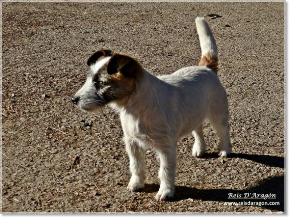 Jack Russell Terrier Lura de Gaspalleira. Female 16 months
