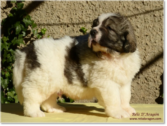 Puppies Pyrenean Mastiff from Reis D'Aragón