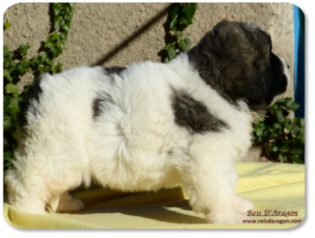 Pyrenean Mastiff puppy litter "I" from Reis D'Aragón