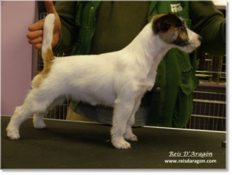 Coat maintenance of the Jack Russell Terrier