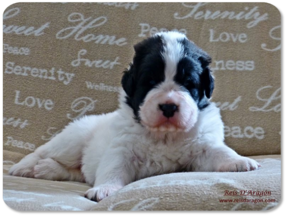 Pyrenean Mastiff puppy litter "J" from Reis D'Aragón