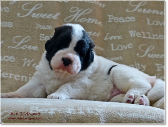 Puppies Pyrenean Mastiff from Reis D'Aragón