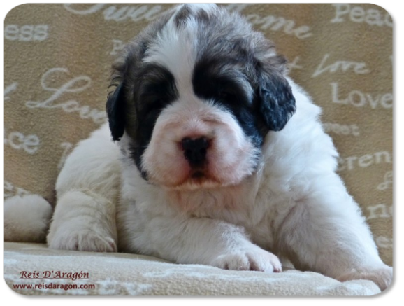 Pyrenean Mastiff puppy litter "J" from Reis D'Aragón