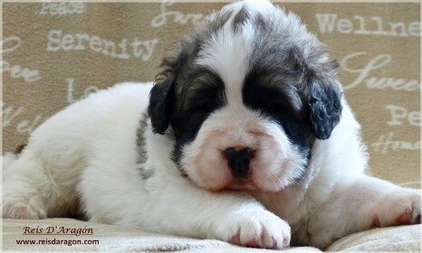 Puppy Pyrenean Mastiff