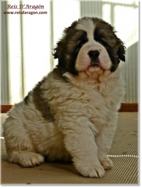 Puppies Pyrenean Mastiff from Reis D'Aragón