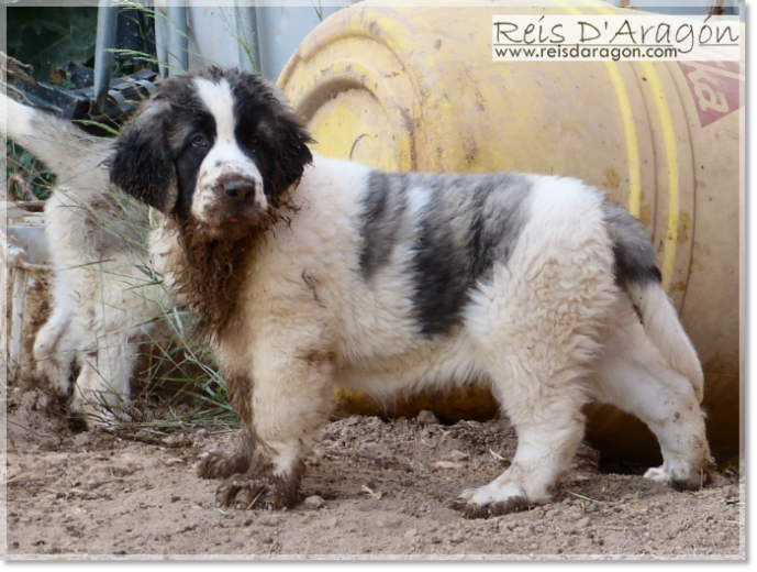 Care of the Pyrenean Mastiff puppy