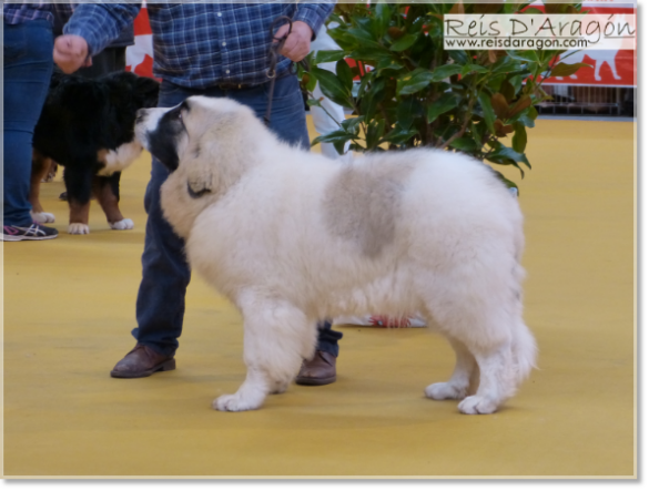 The puppy Riglos de Reis D'Aragón in his first dog show