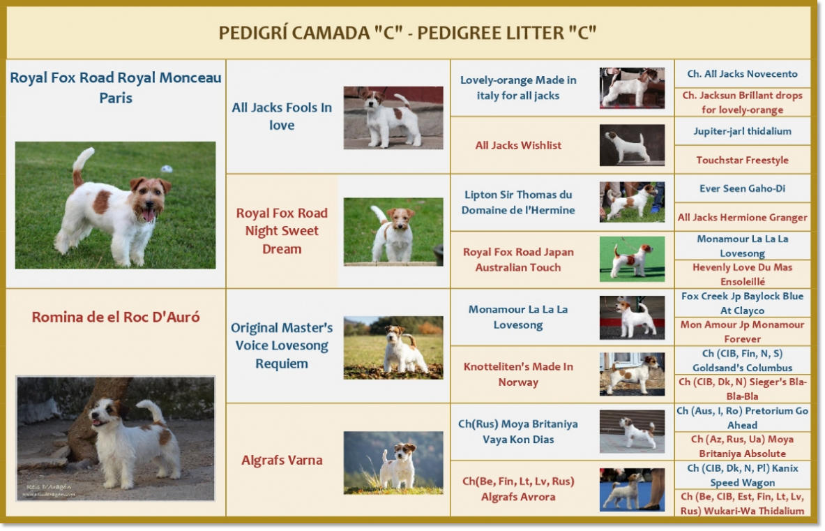 Pedigree of the Jack Russell Terrier puppies of Reis D'Aragón