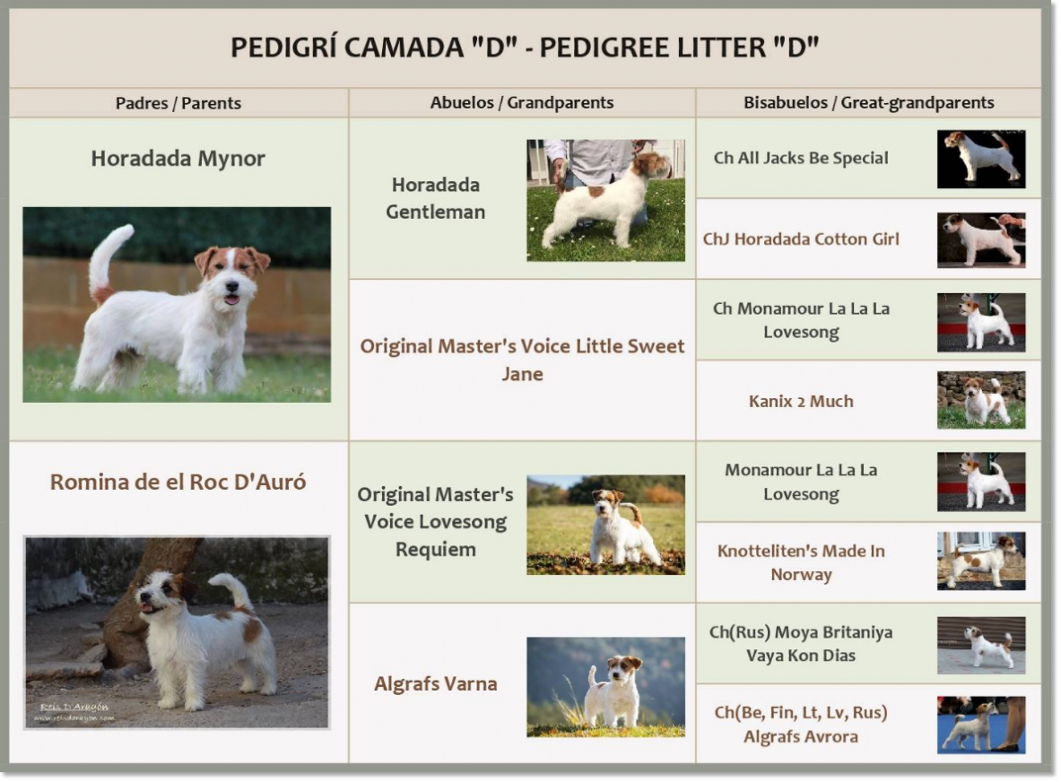 Pedigree of the Jack Russell Terrier puppies of Reis D'Aragón