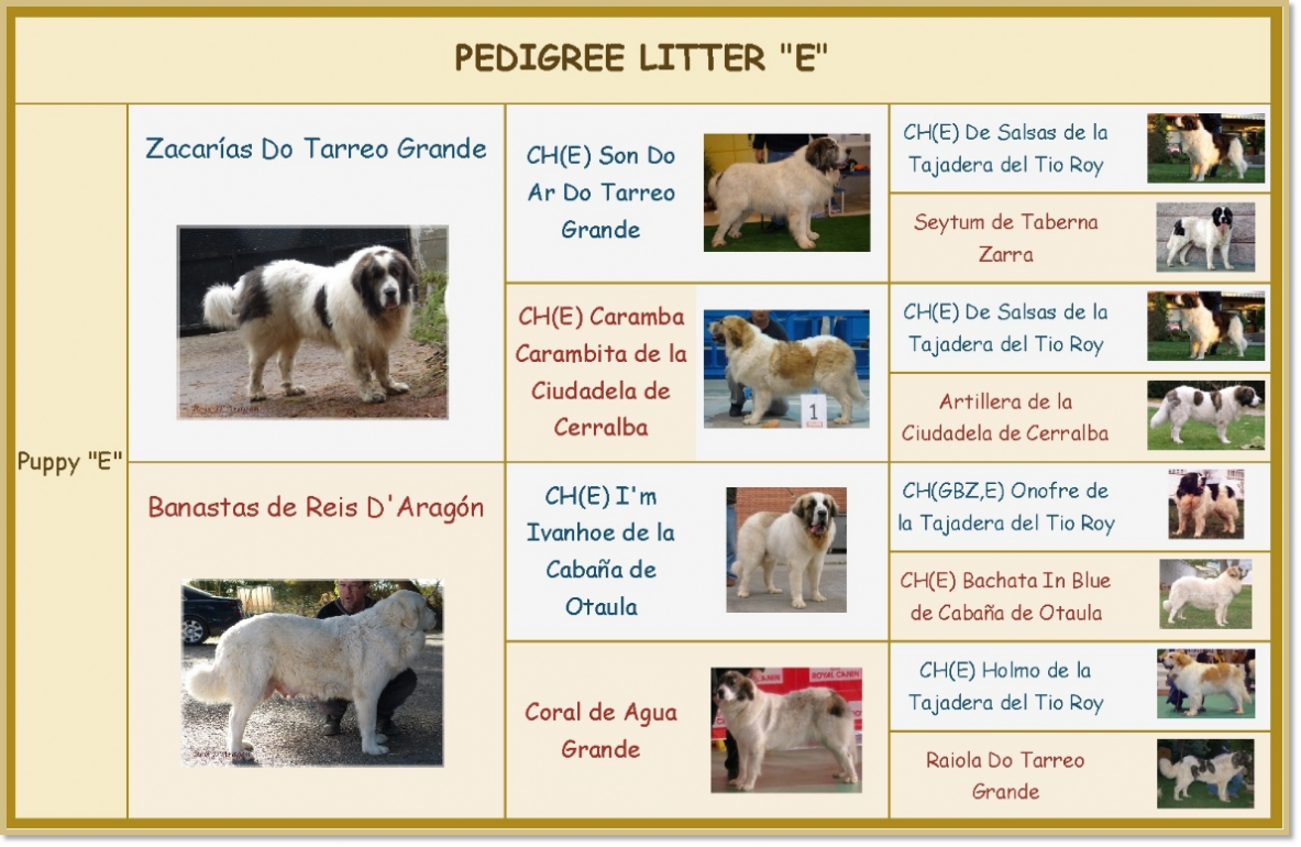 Pedigree of the puppies of litter E