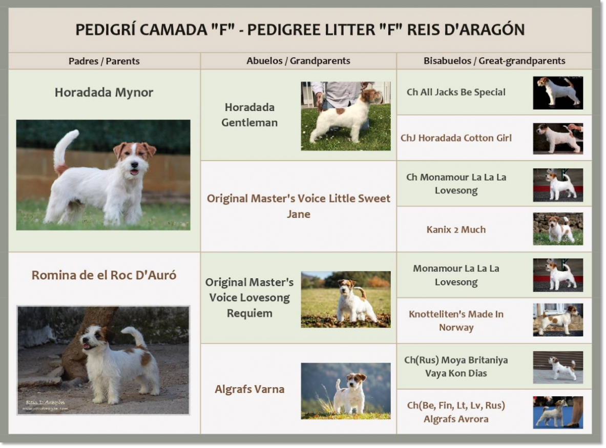 Pedigree of the Jack Russell Terrier puppies of Reis D'Aragón