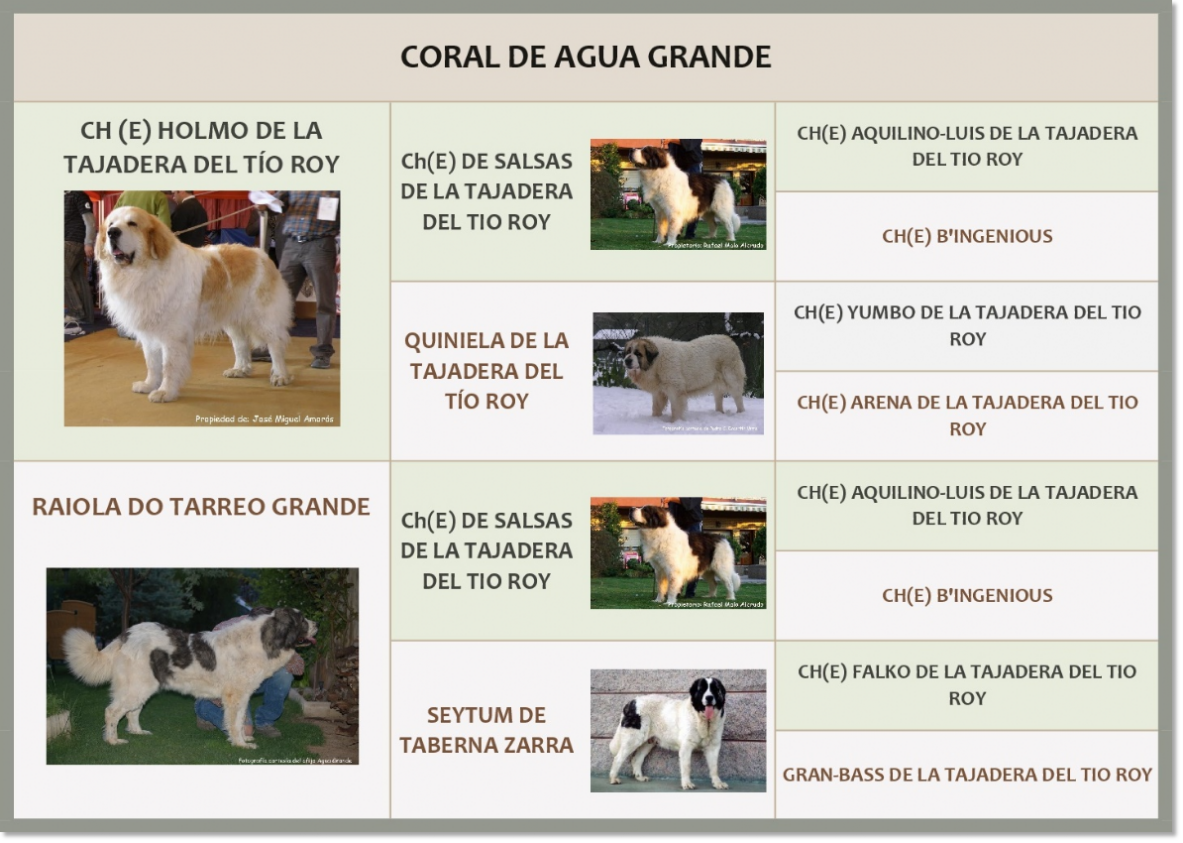 Pyrenean Mastiff Coral de Agua Grande Pedigree of Coral de Agua Grande