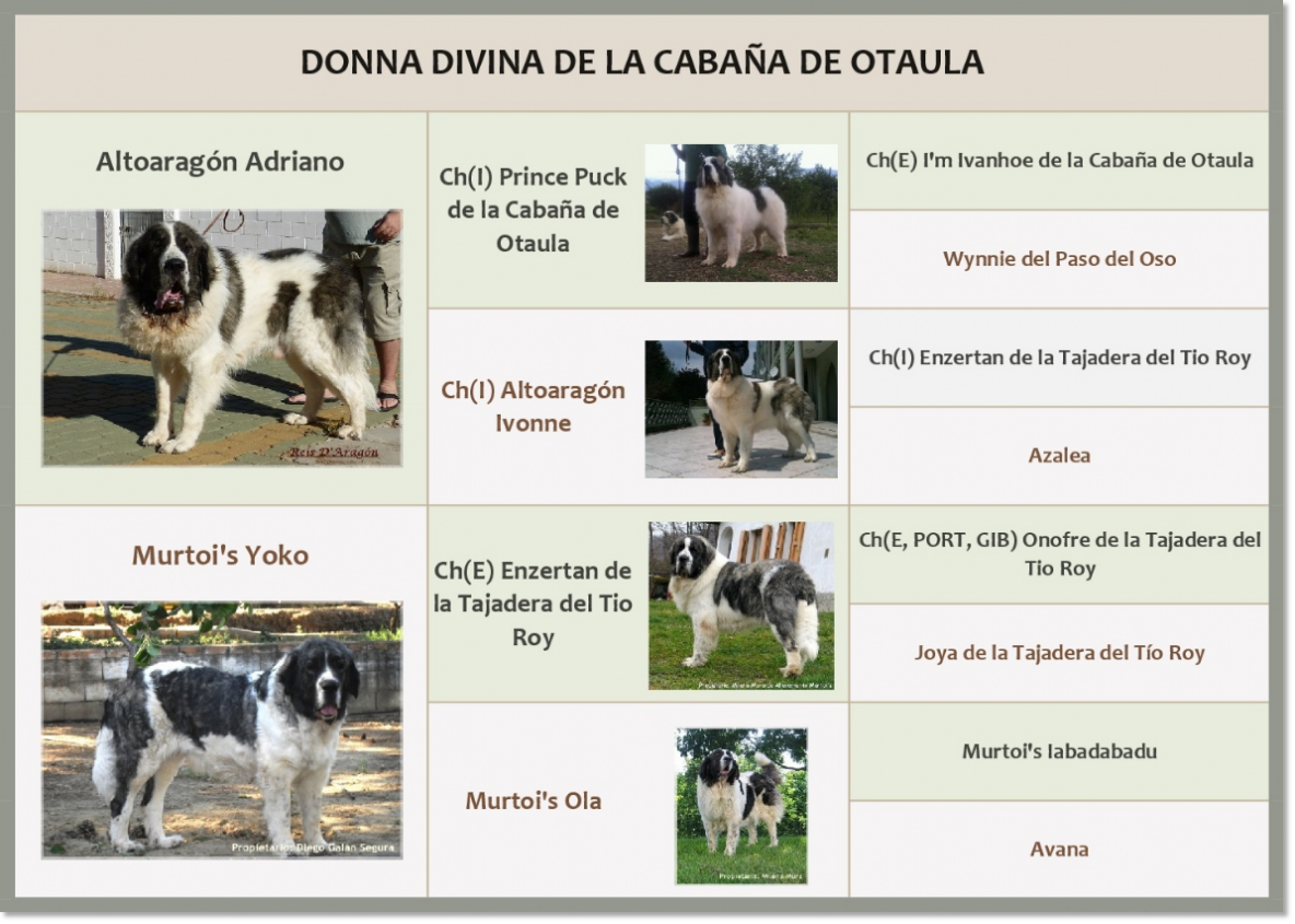 Pyrenean Mastiff Donna Divina de la Cabaña de Otaula. 2 años Pedigree of Donna Divina de la Cabaña de Otaula