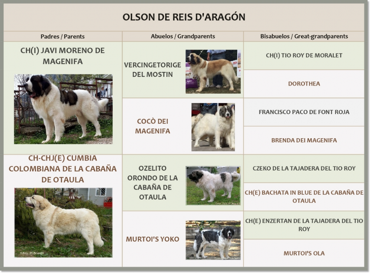 Pedigree of Olson de Reis D'Aragón