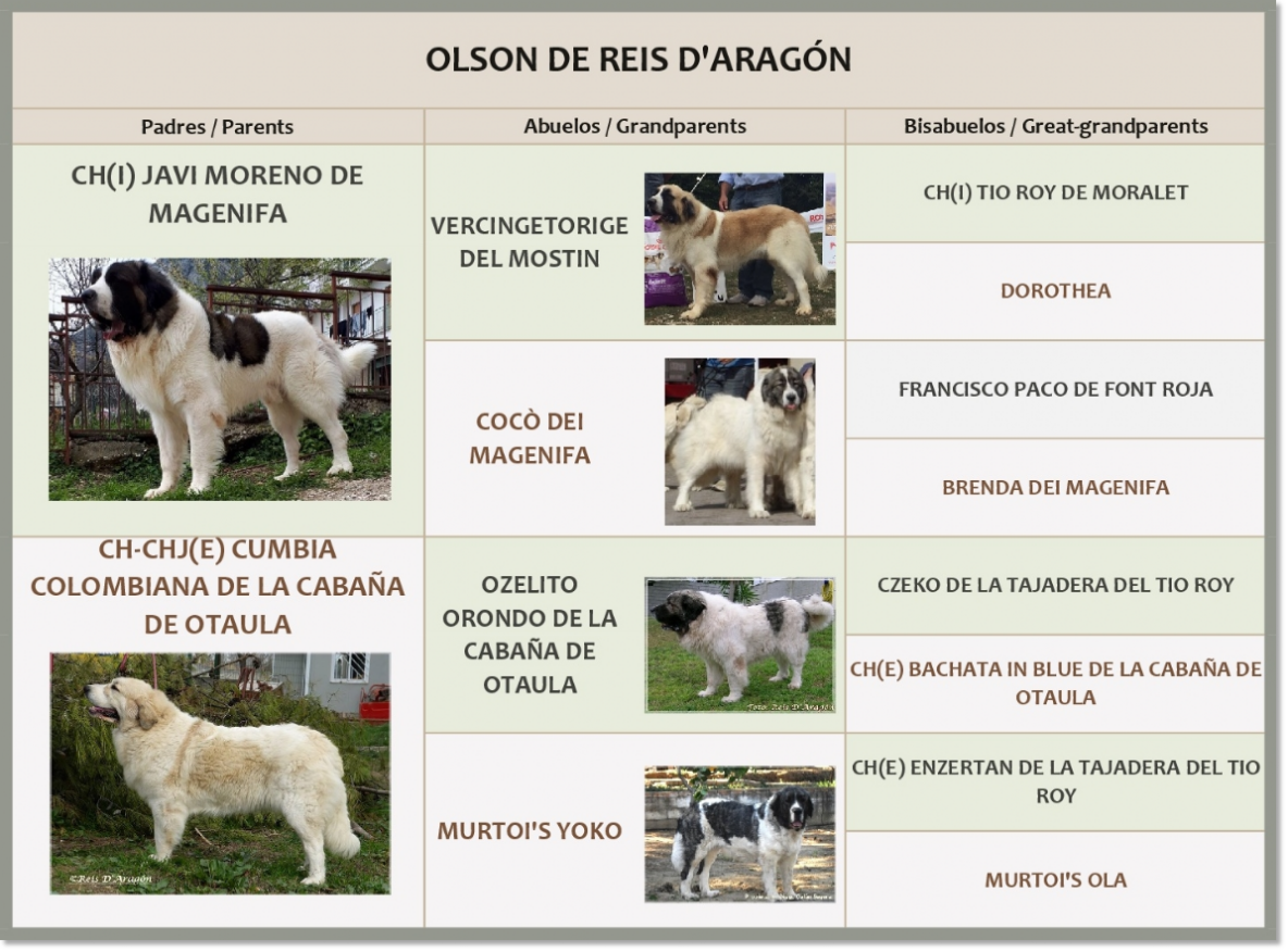 Pyrenean Mastiff Olson de Reis D'Aragón Pedigree of Olson de Reis D'Aragón