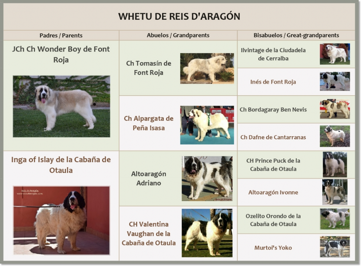 Pedigree of Whetu de Reis D'Aragón