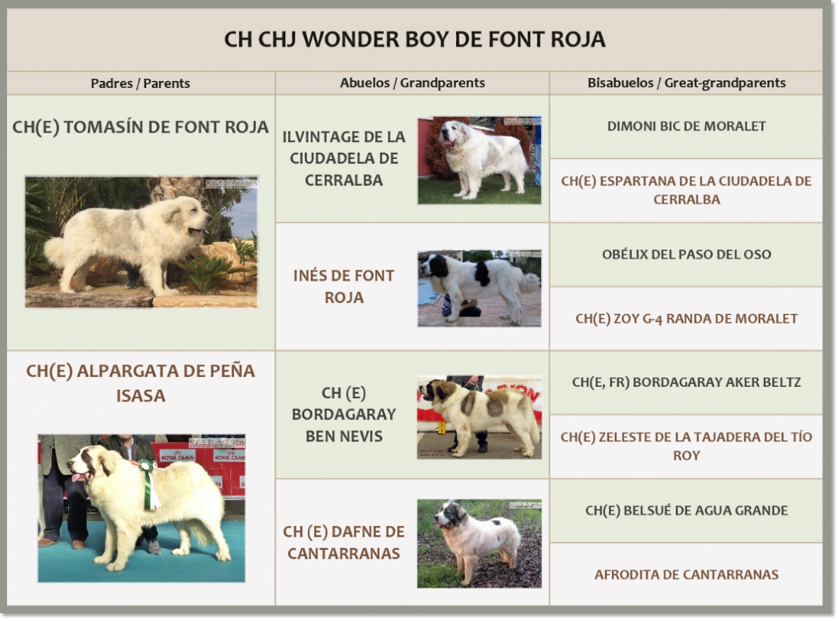 Pedigre of CH Wonder Boy de Font Roja
