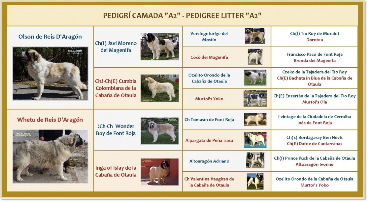 Pedigree of Reis D'Aragón's A2 puppies