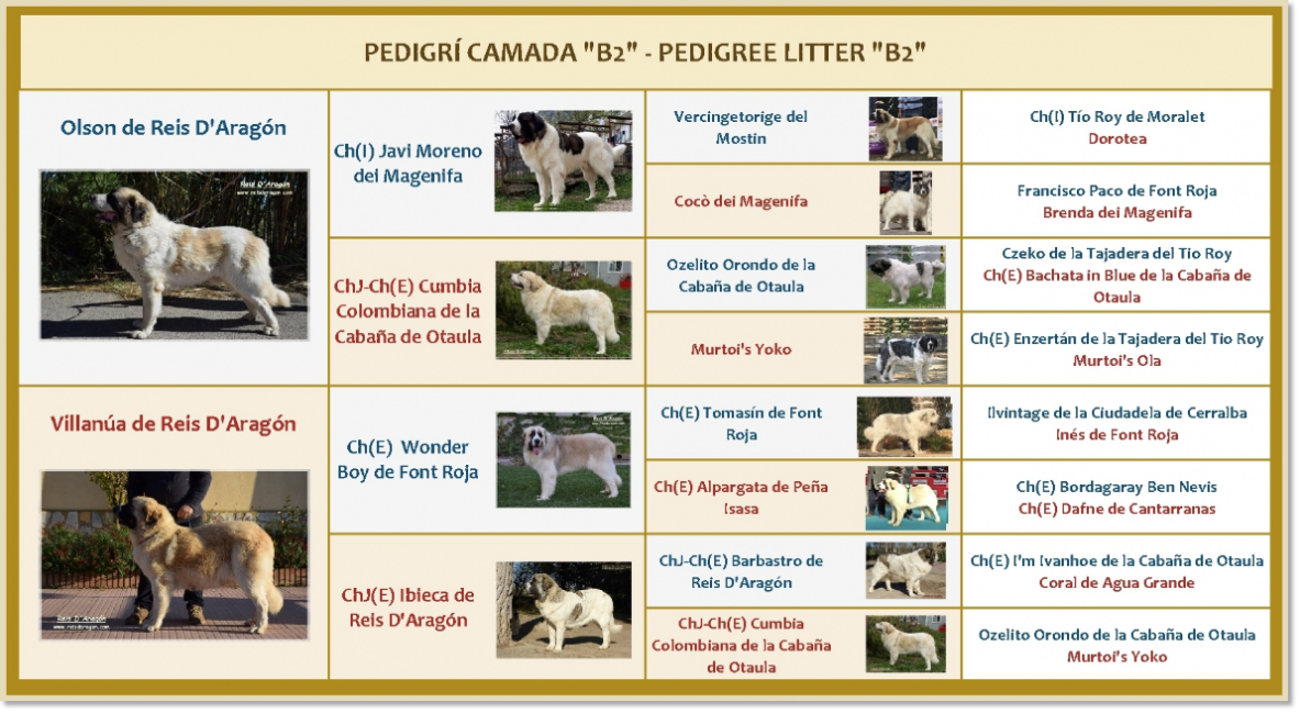Pedigree of Reis D'Aragón's B2 puppies