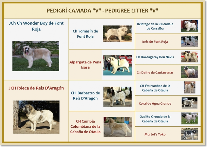 Puppies pedigree